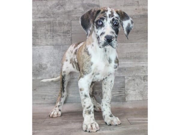 Great Dane Dog Female Fawnequin 16629 Petland Chillicothe, Ohio