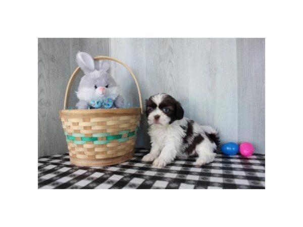 Shih Tzu Dog Male Chocolate / White 16640 Petland Chillicothe, Ohio