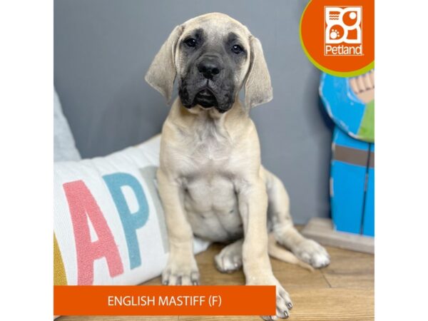 English Mastiff Dog Female Fawn 16644 Petland Chillicothe, Ohio