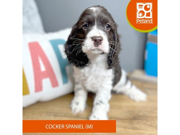 Cocker Spaniel-Dog-Male-Chocolate / White-16639-Petland Chillicothe, Ohio