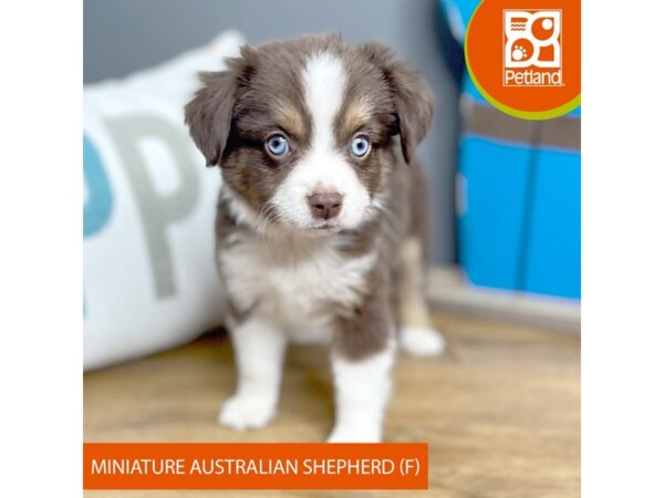 Miniature Australian Shepherd Dog Female Red 16633 Petland Chillicothe, Ohio