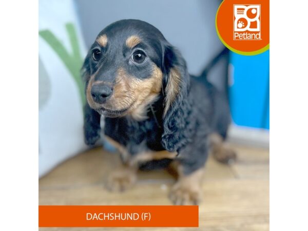 Dachshund-Dog-Female-Black / Tan-16628-Petland Chillicothe, Ohio