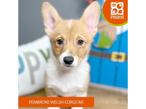 Pembroke Welsh Corgi-Dog-Male-Sable / White-16630-Petland Chillicothe, Ohio