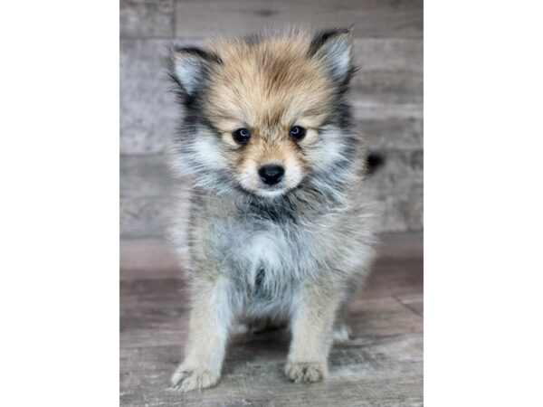 Pomeranian-Dog-Female-Sable-16649-Petland Chillicothe, Ohio