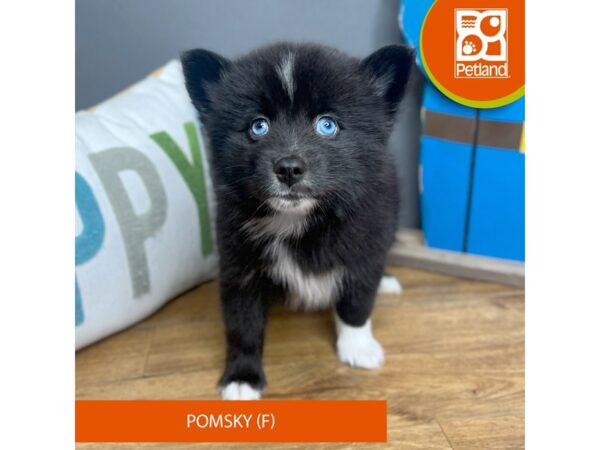 Pomsky Dog Female Black 16662 Petland Chillicothe, Ohio