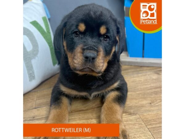 Rottweiler-Dog-Male--16659-Petland Chillicothe, Ohio