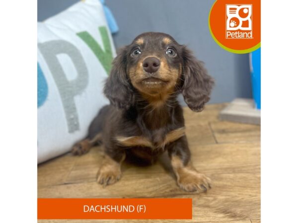 Dachshund-Dog-Female-Chocolate / Tan-16648-Petland Chillicothe, Ohio