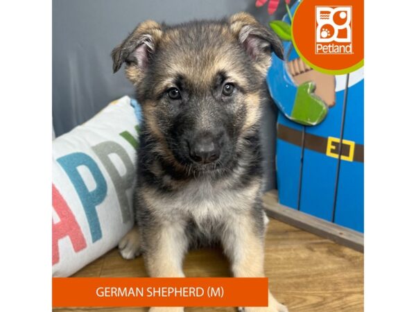 German Shepherd Dog-Dog-Male-Black / Tan-16588-Petland Chillicothe, Ohio