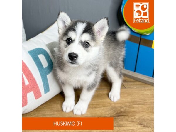 Huskimo-Dog-Female-Black / White-16596-Petland Chillicothe, Ohio