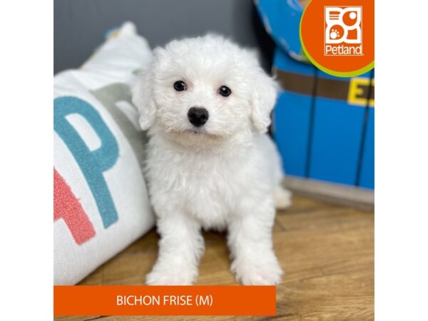 Bichon Frise-Dog-Male-White-16593-Petland Chillicothe, Ohio