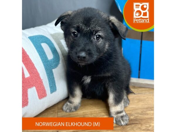 Norwegian Elkhound – 16615
