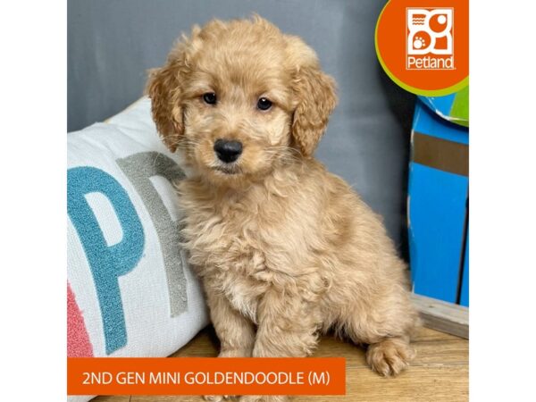 Goldendoodle Mini 2nd Gen-Dog-Male-Red-16611-Petland Chillicothe, Ohio