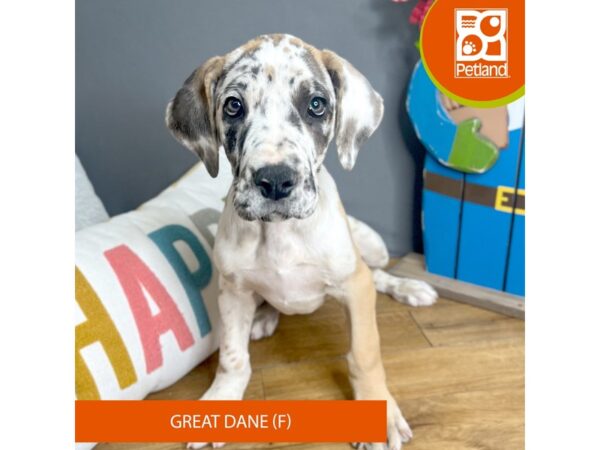 Great Dane Dog Female Fawnequin 16618 Petland Chillicothe, Ohio