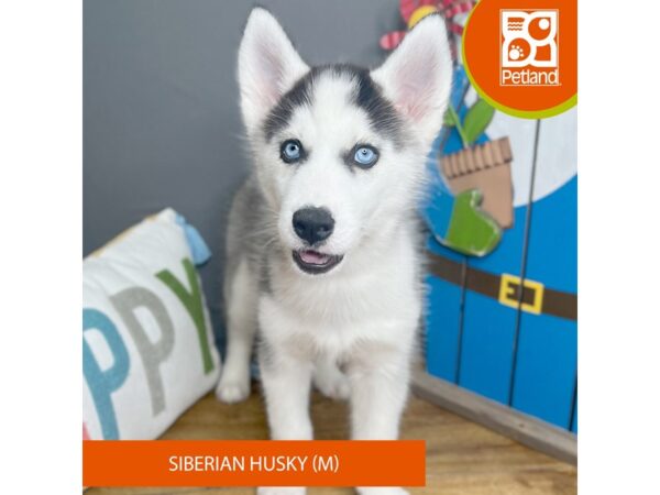 Siberian Husky Dog Male Black / White 16620 Petland Chillicothe, Ohio