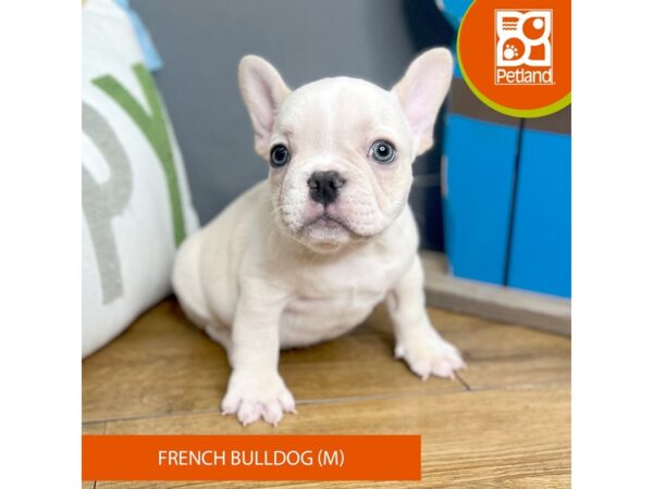 French Bulldog Dog Male Cream 16622 Petland Chillicothe, Ohio