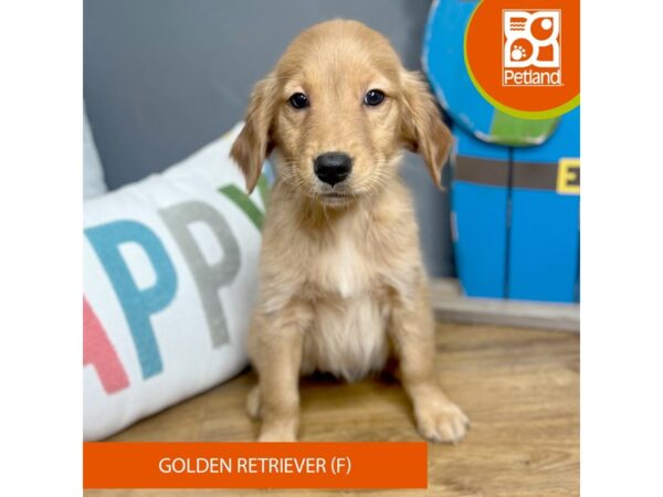 Golden Retriever Dog Female Dark Golden 16623 Petland Chillicothe, Ohio