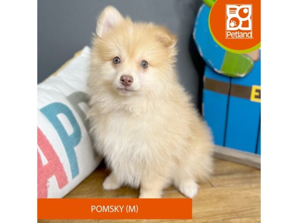 Pomsky-Dog-Male-Sable-16625-Petland Chillicothe, Ohio