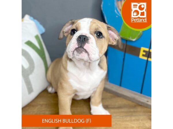 English Bulldog-Dog-Female-Fawn / White-16626-Petland Chillicothe, Ohio