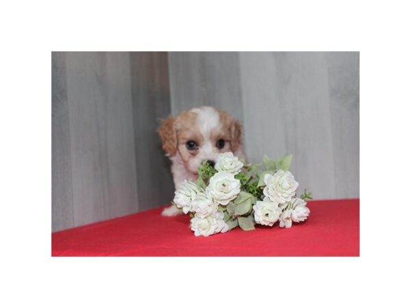 Cavachon – 16641