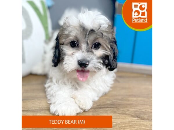 Teddy Bear Dog Male Brown / White 16642 Petland Chillicothe, Ohio