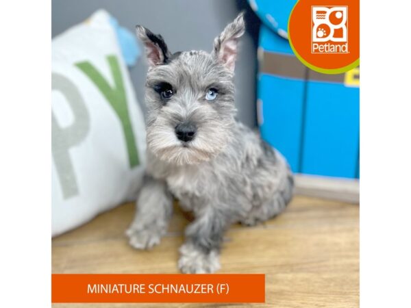 Miniature Schnauzer-Dog-Female-Blue Merle-16637-Petland Chillicothe, Ohio