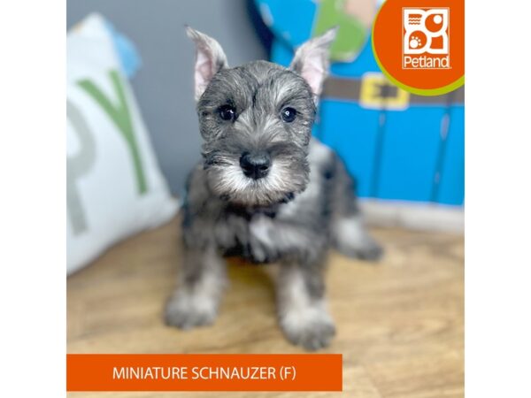 Miniature Schnauzer Dog Female Salt / Pepper 16638 Petland Chillicothe, Ohio