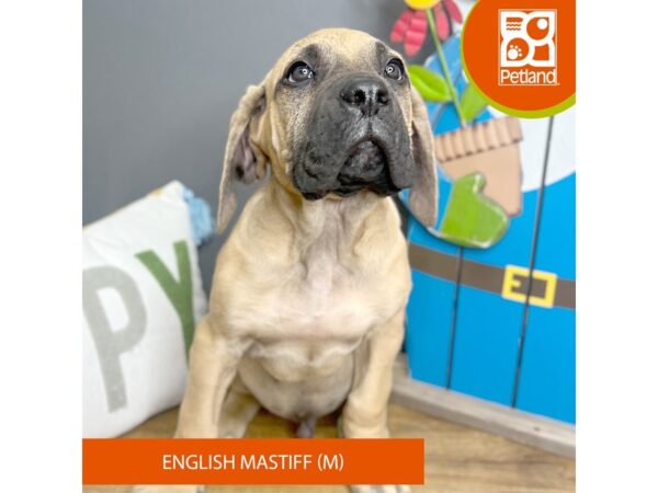 English Mastiff-Dog-Male-Fawn-16636-Petland Chillicothe, Ohio