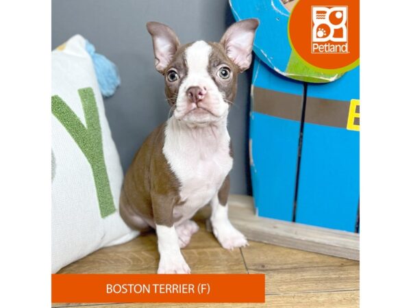 Boston Terrier Dog Female Seal / White 16632 Petland Chillicothe, Ohio