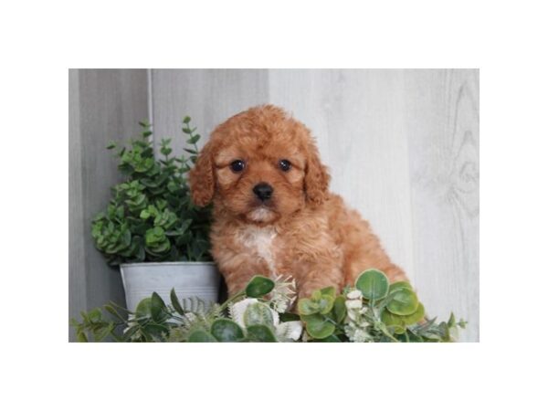 Cavapoo Dog Male red 16681 Petland Chillicothe, Ohio