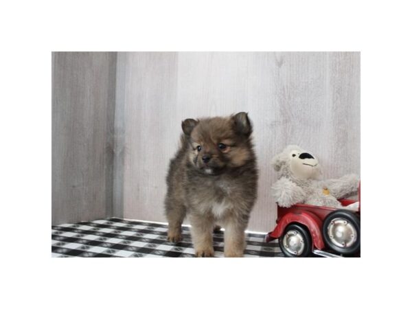 Pomeranian-Dog-Female-Red Sable-16684-Petland Chillicothe, Ohio