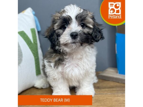 Teddy Bear – 16660