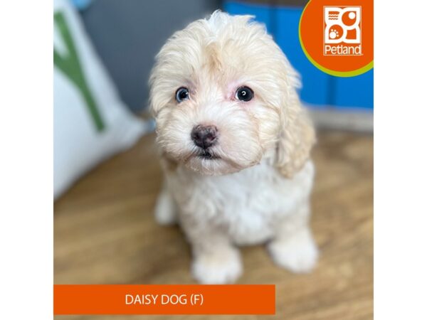 Daisy Dog – 16658