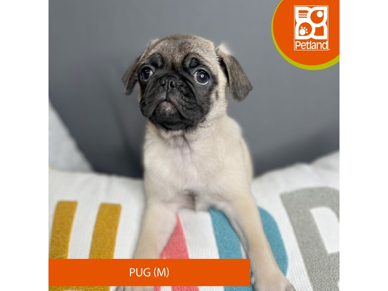Pug - 16657 Image #1