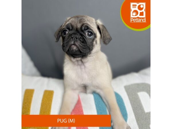 Pug – 16657