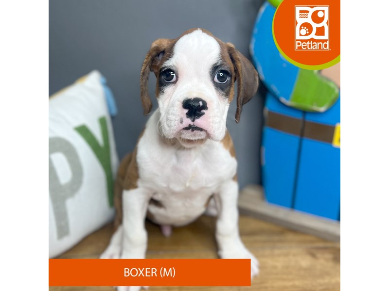 Boxer - 16654 Image #1