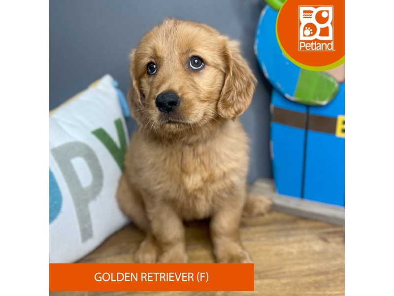 Golden Retriever - 16653 Image #1
