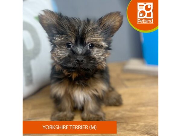 Yorkshire Terrier-Dog-Male-Black / Tan-16651-Petland Chillicothe, Ohio