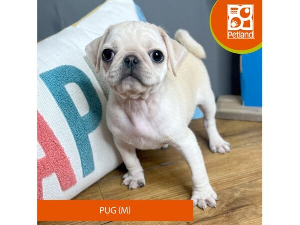 Pug – 16650