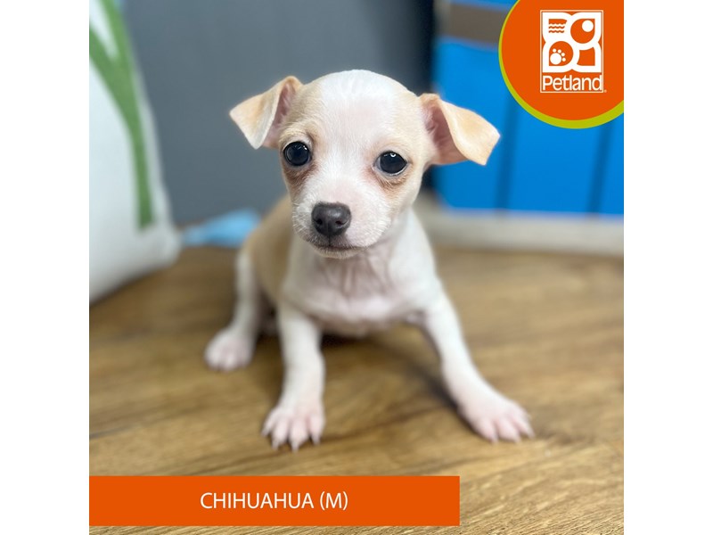 Chihuahua - 16647 Image #1