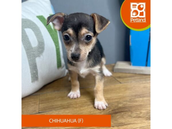 Chihuahua – 16646