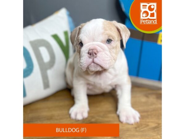 Bulldog-Dog-Female-Blue Fawn Merle-16645-Petland Chillicothe, Ohio