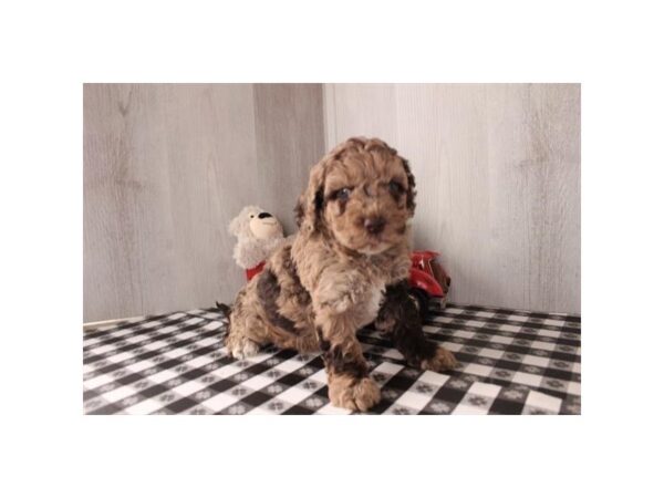 Cockadoodle Dog Female Chocolate Merle 16676 Petland Chillicothe, Ohio