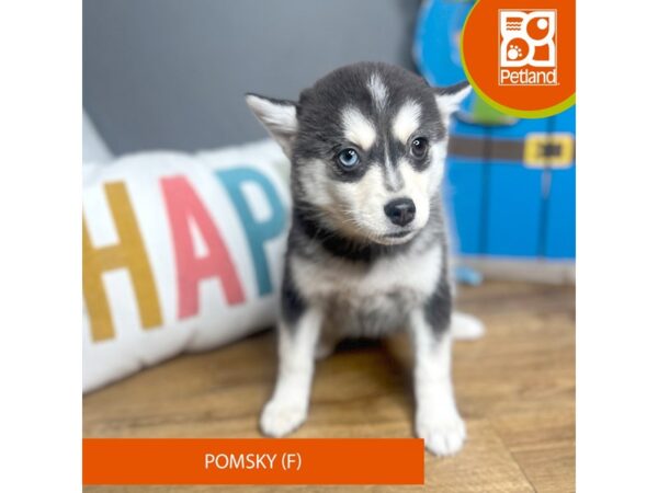 Pomsky Dog Female Black / White 16685 Petland Chillicothe, Ohio