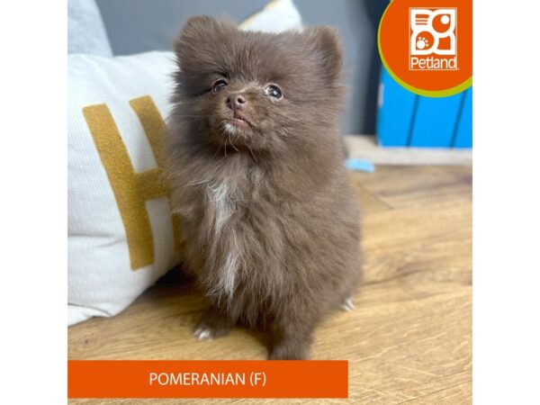 Pomeranian Dog Female Chocolate 16678 Petland Chillicothe, Ohio