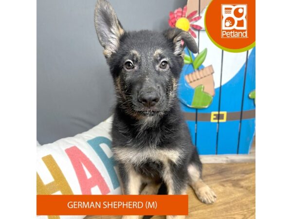 German Shepherd Dog – 16675