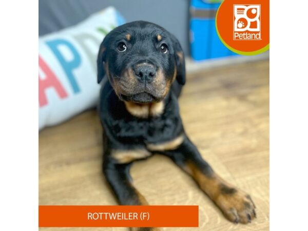 Rottweiler-Dog-Female-Black / Rust-16671-Petland Chillicothe, Ohio