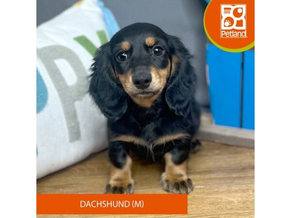 Dachshund-Dog-Male-Black / Tan-16668-Petland Chillicothe, Ohio