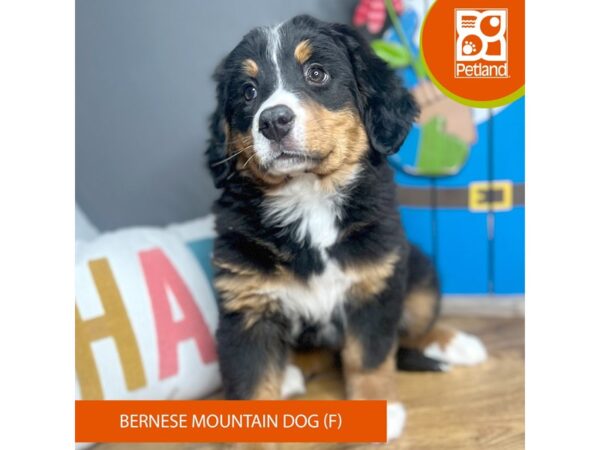 Bernese Mountain Dog – 16663