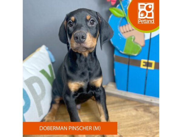 Doberman Pinscher – 16655