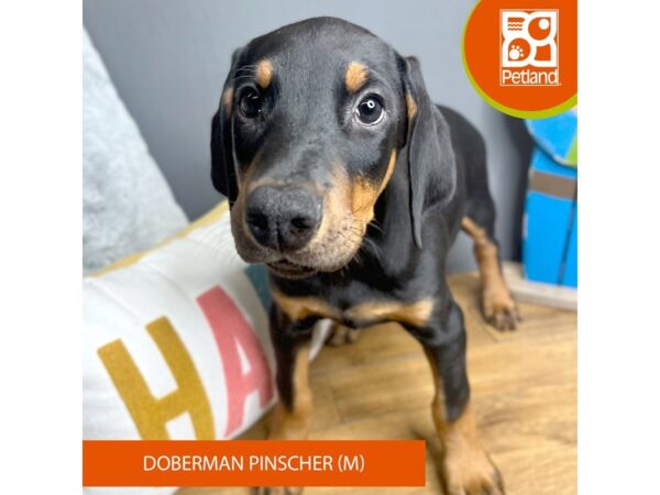 Doberman Pinscher-Dog-Male-Black / Rust-16656-Petland Chillicothe, Ohio